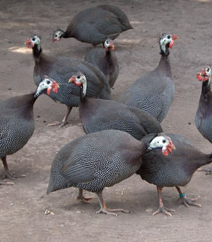 Guinea Fowls for Sale in Ghana