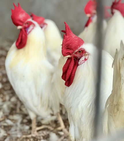 Chickens for Sale in Ghana
