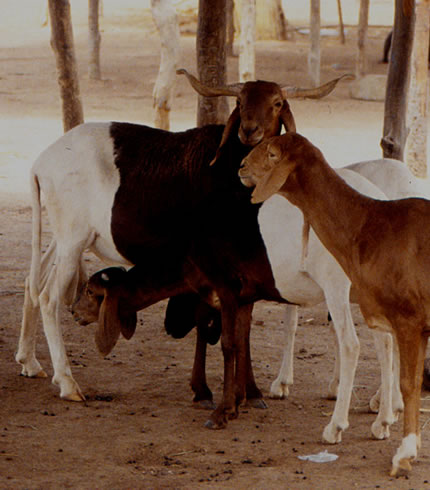 Sheep for Sale in Ghana