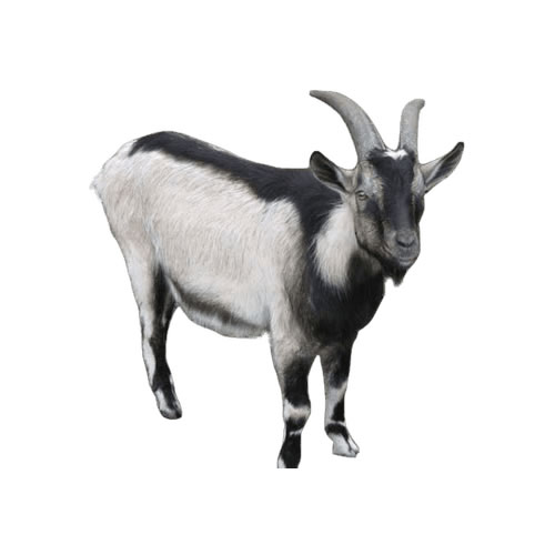 live goat for sale in Ghana